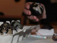 Tehnike grbanja i lijepljenja 